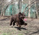 Превью фото № 64668