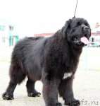 Превью фото № 64786