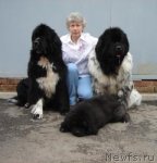 Превью фото № 64878