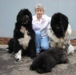 Превью фото № 64879