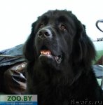 Превью фото № 65017