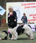 Превью фото № 65039