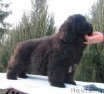 Превью фото № 6525