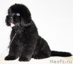 Превью фото № 65296