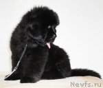 Превью фото № 65297