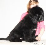 Превью фото № 65312