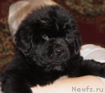 Превью фото № 65533