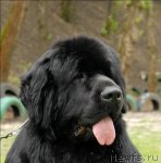 Превью фото № 65764