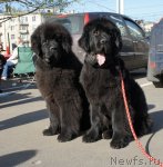 Превью фото № 66351