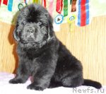 Превью фото № 66450