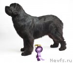 Превью фото № 66556