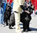 Превью фото № 66867