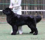 Превью фото № 66956