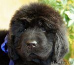 Превью фото № 67144