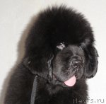 Превью фото № 67303