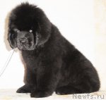 Превью фото № 67306