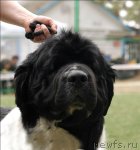 Превью фото № 67355