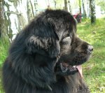 Превью фото № 67665