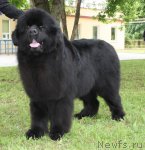 Превью фото № 67689