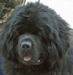 Превью фото № 67917