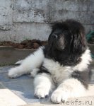 Превью фото № 67919