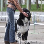 Превью фото № 68021