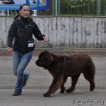 Превью фото № 68035