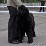 Превью фото № 68040