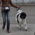 Превью фото № 68045