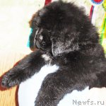 Превью фото № 68251