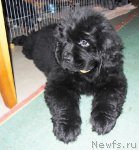 Превью фото № 68269