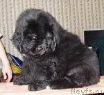 Превью фото № 68270