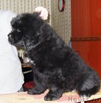 Превью фото № 68271