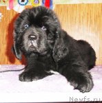 Превью фото № 68314