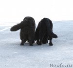 Превью фото № 68348