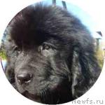 Превью фото № 685