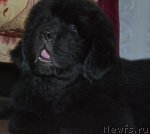 Превью фото № 68864