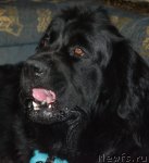 Превью фото № 68910