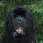 Превью фото № 68921