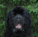 Превью фото № 68922