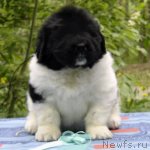 Превью фото № 69008