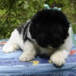 Превью фото № 69013