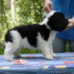 Превью фото № 69021