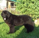 Превью фото № 69036