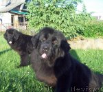 Превью фото № 69037