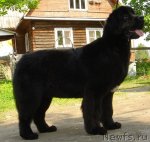 Превью фото № 69309