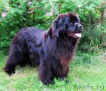 Превью фото № 69377