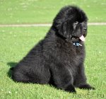 Превью фото № 69417