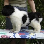 Превью фото № 69468