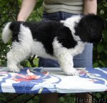 Превью фото № 69477